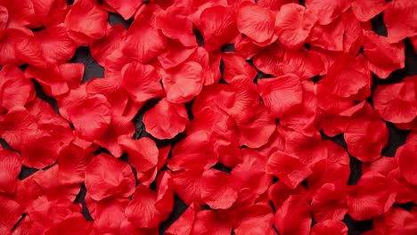 background of beautiful red rose petals  top view