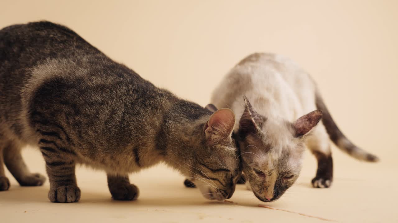 Due gatti carini che leccano il cibo dal pavimento in uno studio
