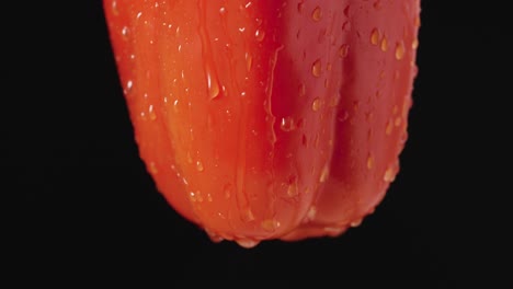 water droplets on a red bell pepper