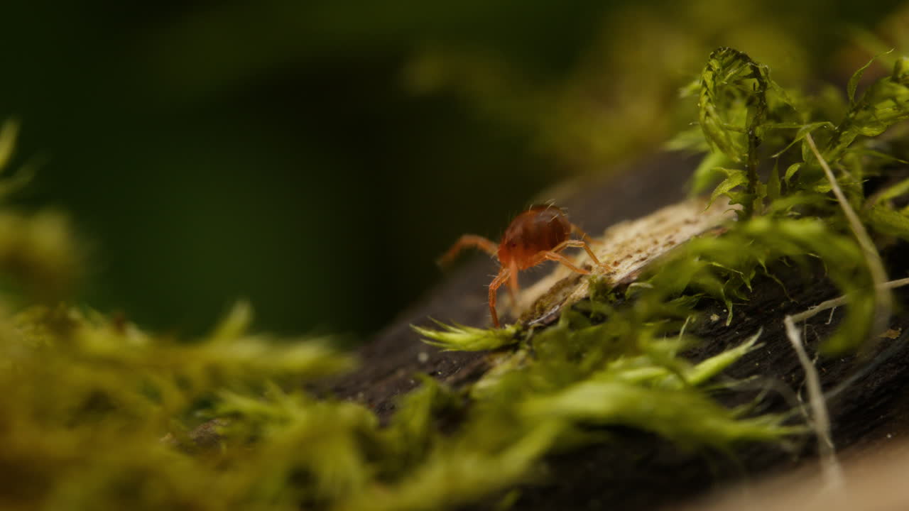 ácaros giratorios, anostidae, en el bosque de verano