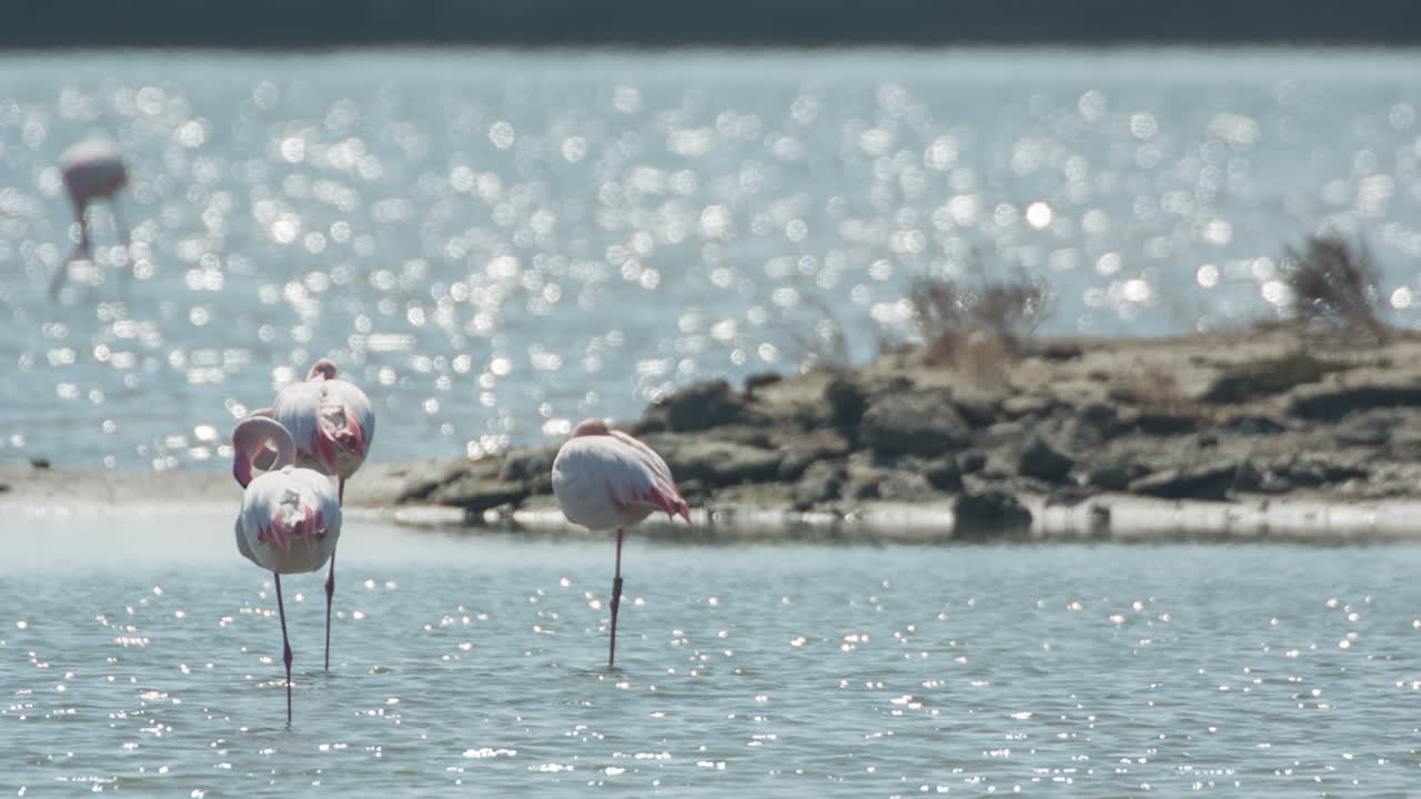 델타 플라밍고 41