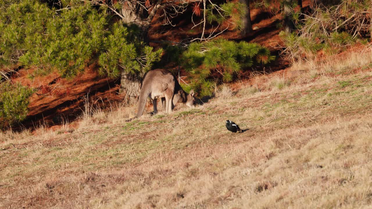 A kangaroo bounds through the frame before stopping to feed on grass under the soft morning glow