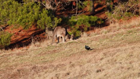 a kangaroo bounds through the frame before stopping to feed on grass under the soft morning glow