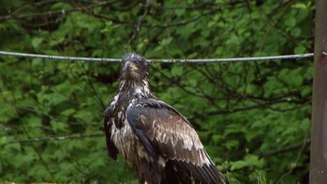 close up shot of a young bald eagle in a rainy day