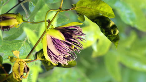 vivid color and detail of passion flower blooming