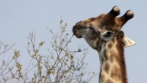 Giraffe-Frisst-Die-Blätter-Von-Den-Wipfeln-Eines-Baumes