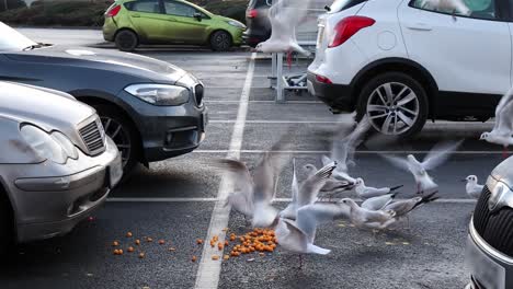 gaviotas hurgando en la comida derramada. camara lenta