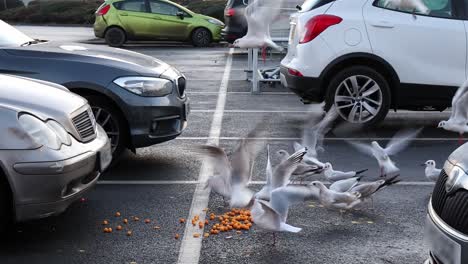 seagulls scavenging spilled food.  slow motion