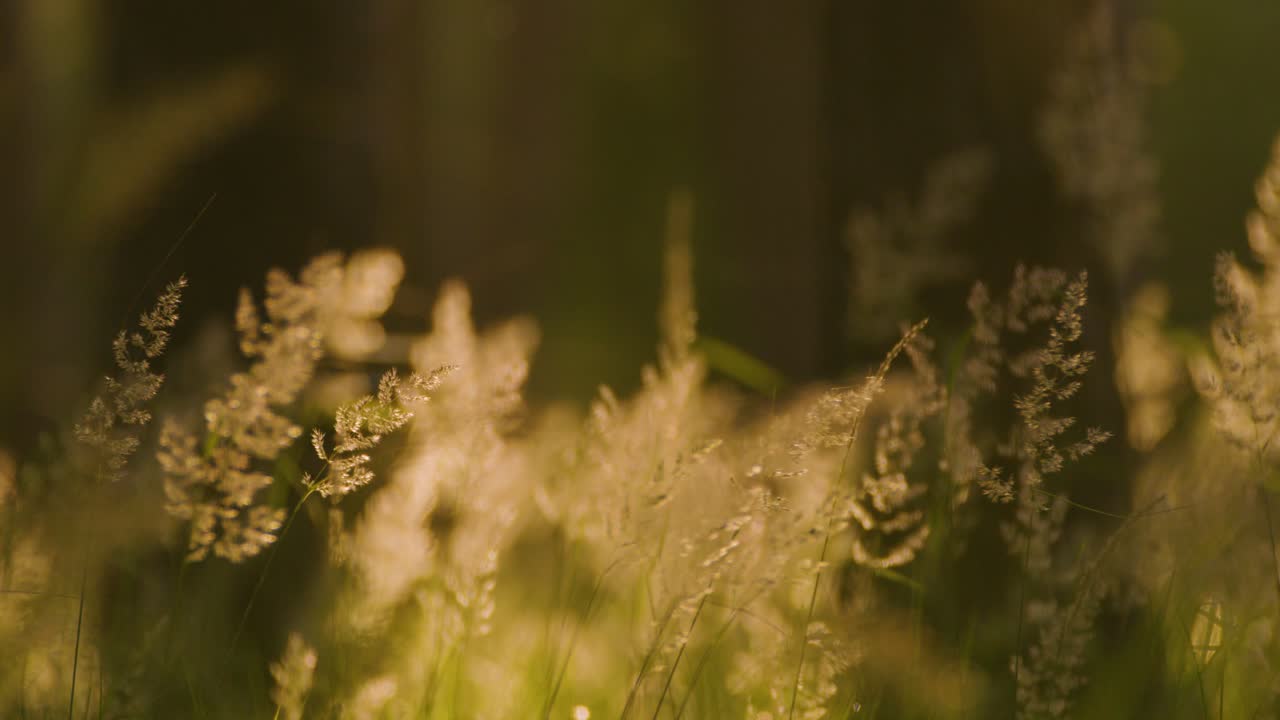 Close up static shot of undergrowth in forest at golden hour