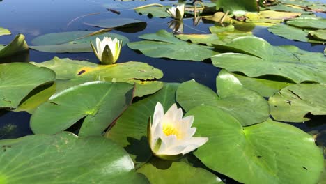 beautiful red water lily flower in group morning shotlily pads beautiful red water lily flower in group morning shotlily pads