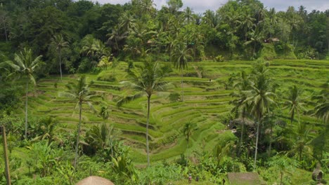 panorama de las terrazas de arroz de tegallalang paisaje en gianyar, bali, indonesia