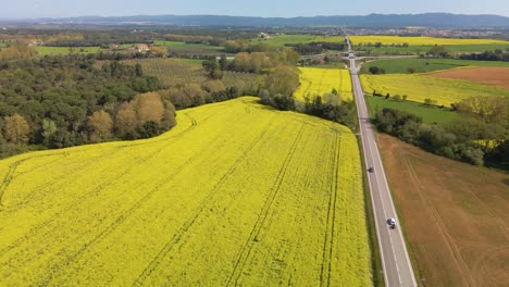 Aerial-flying-forward-over-traffic-on-highway-near-rapeseed-fields