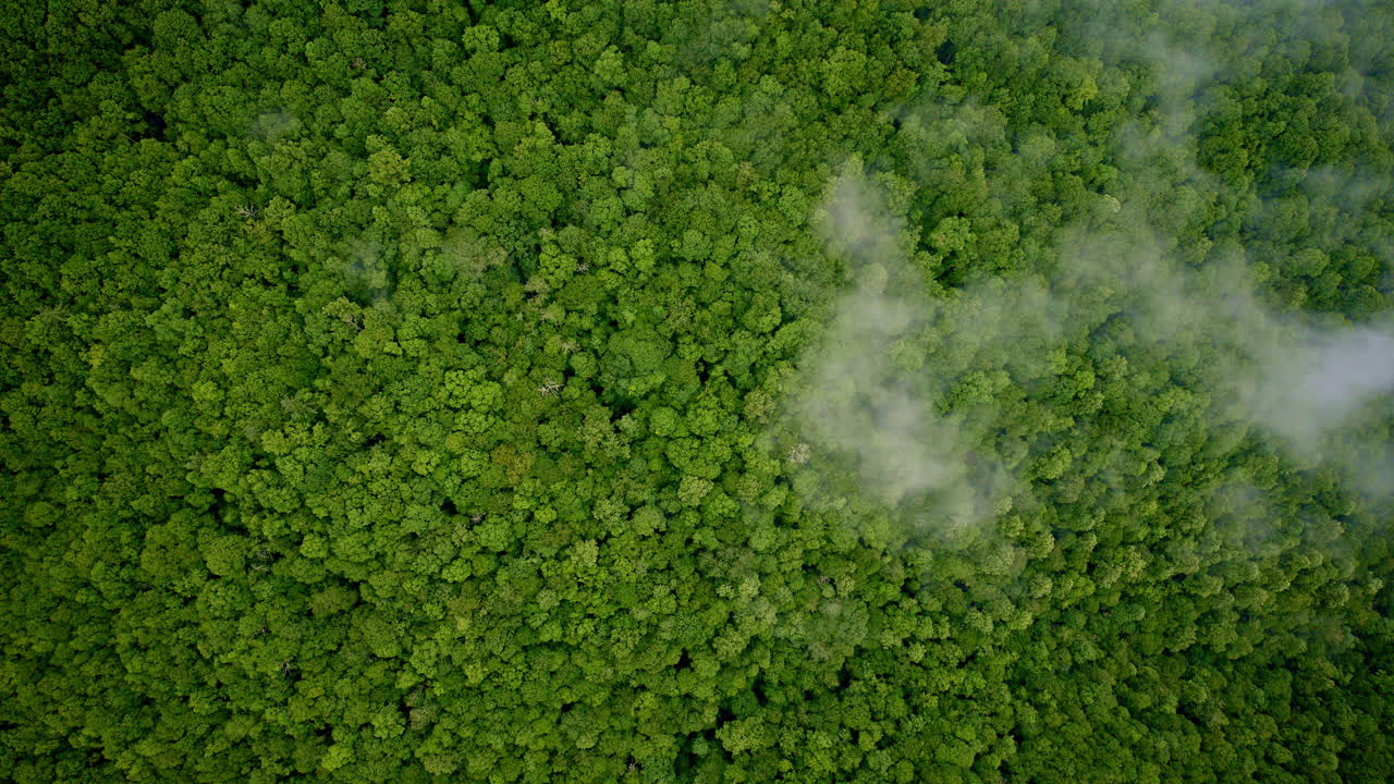 Drone captures poetic mist blanketing the Smoky Mountains