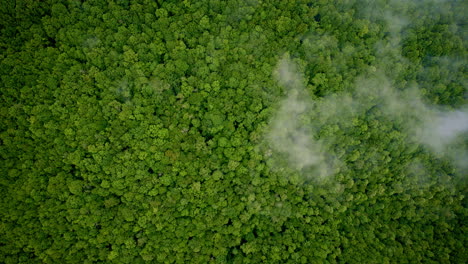 drone captures poetic mist blanketing the smoky mountains
