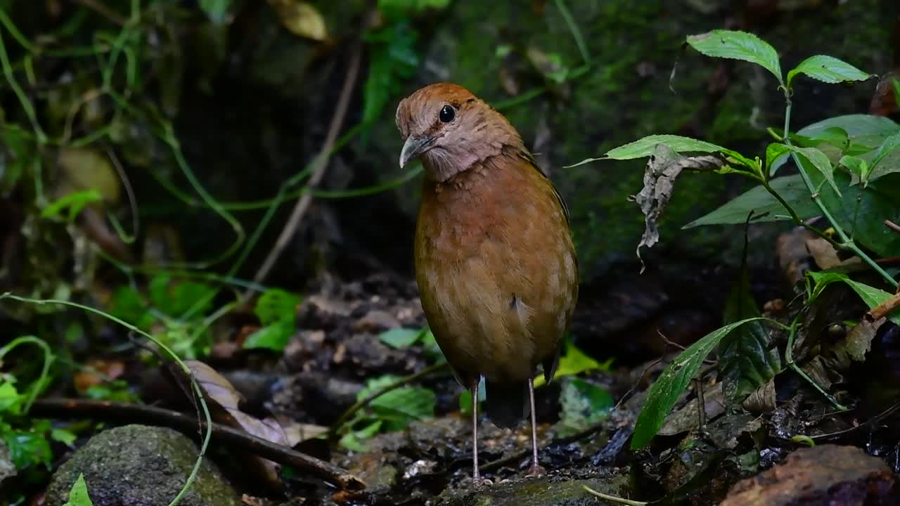 la pitta de nuca oxidada es un ave confiada que se encuentra en hábitats de bosques montañosos de gran altura, hay muchos lugares en tailandia para encontrar esta ave