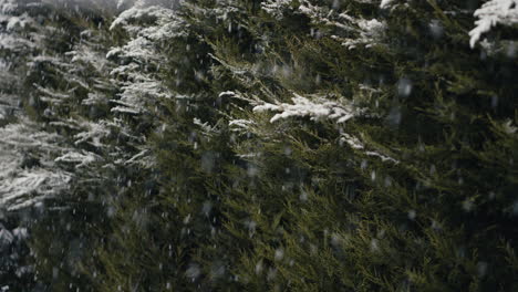 Snowfall-in-front-of-trees