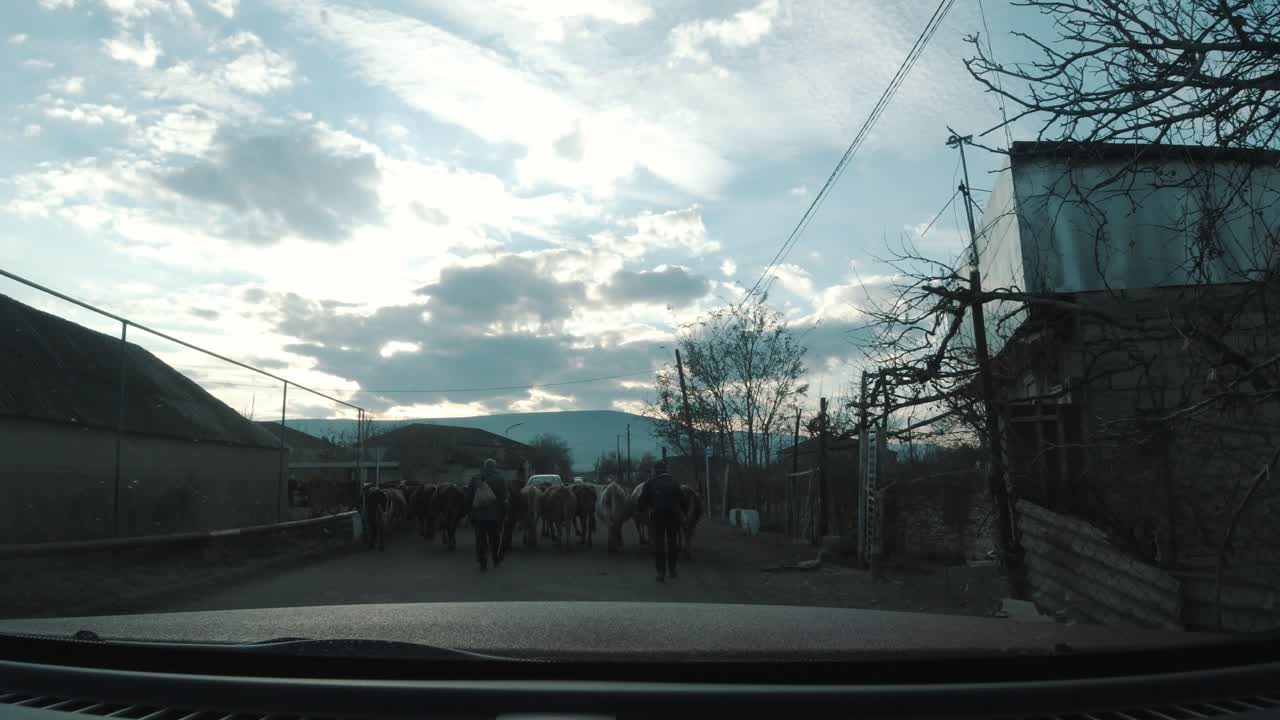 Men tending to a herd of cows in a rural village.