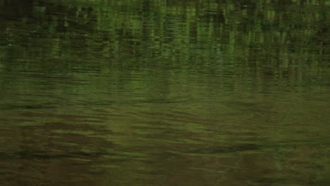a little egret takes flight from the shallow river water