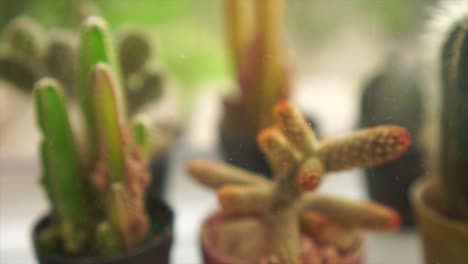 group of cactus, present in dolly shot panning : 4k