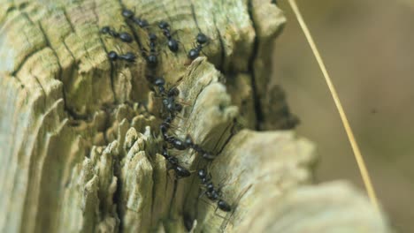 hormigas sedosas se mueven en el nido, hormiguero con hormigas sedosas en primavera, trabajo y vida de las hormigas en un hormiguero, día soleado, macro de primer plano, poca profundidad de campo