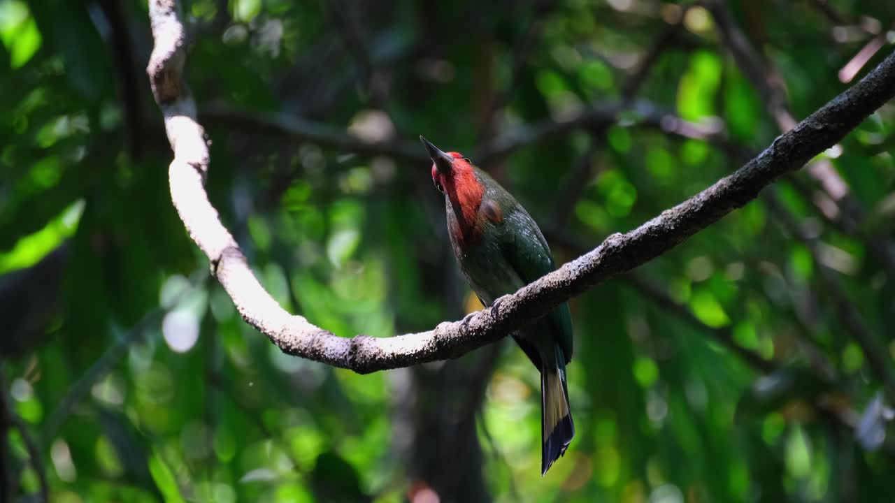 visto mirando hacia arriba mientras la cámara se aleja, abejaruco de barba roja nyctyornis amictus, parque nacional kaeng krachan, tailandia