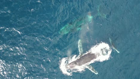 close up scenic view a pair of humpback whales swimming at the ocean- top drone shot in sydney, australia