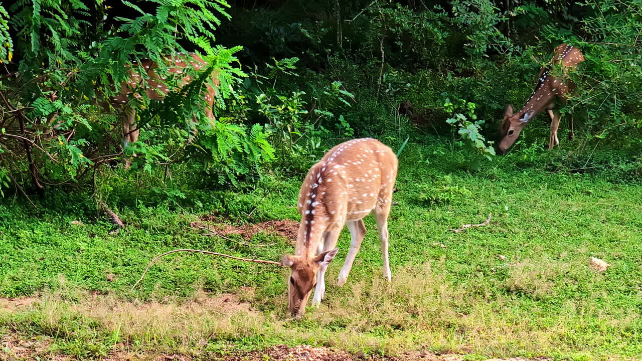 Spotted deer graze on lush grass near forest edge in Yala National Park, Sri Lanka