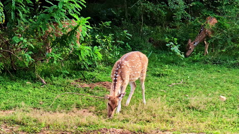 spotted deer graze on lush grass near forest edge in yala national park, sri lanka