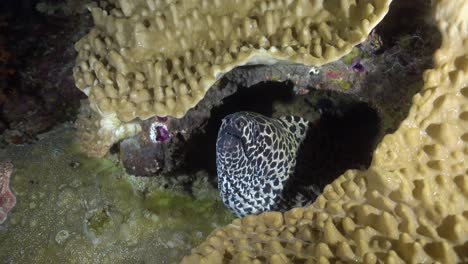 leopard moray eel hiding below soft coral