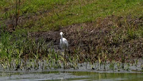great egret walking along lake