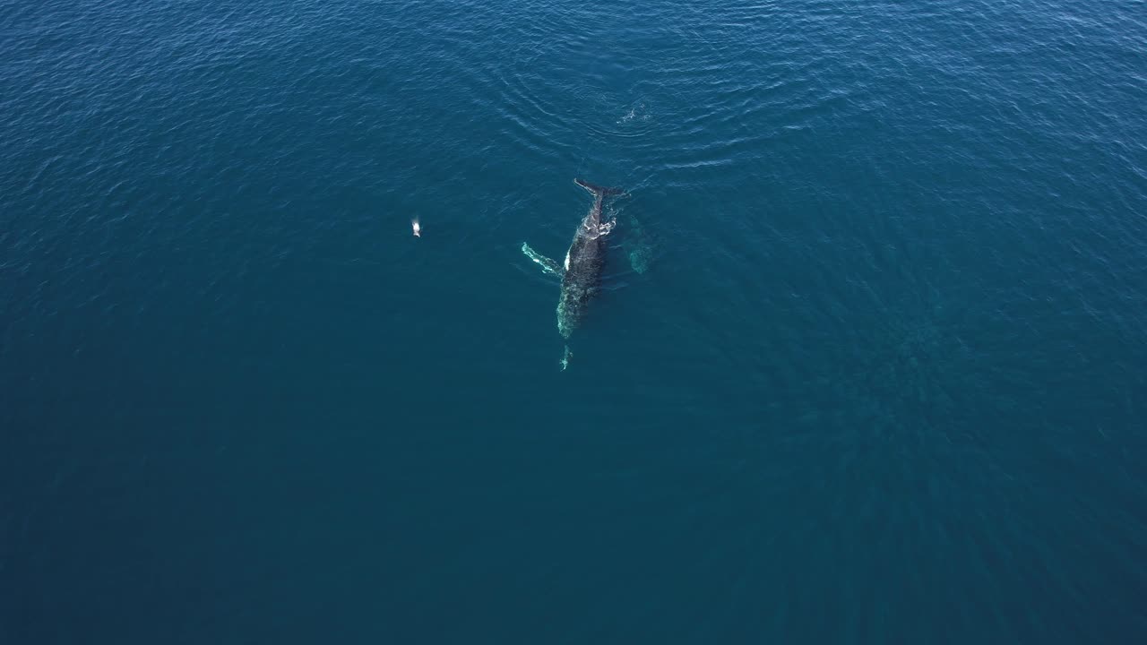Humpback Whale Swimming In The Deep Blue Sea With Dolphins
