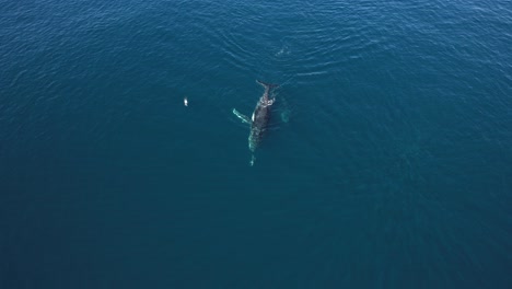 ballena jorobada nadando en el mar azul profundo con delfines