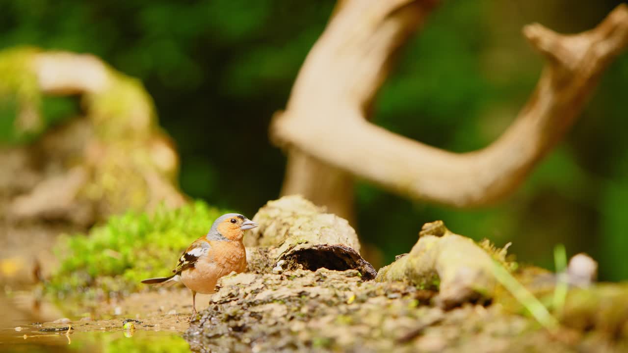 Common Eurasian Chaffinch in Friesland Netherlands at end of broken log leading to bird eating off log