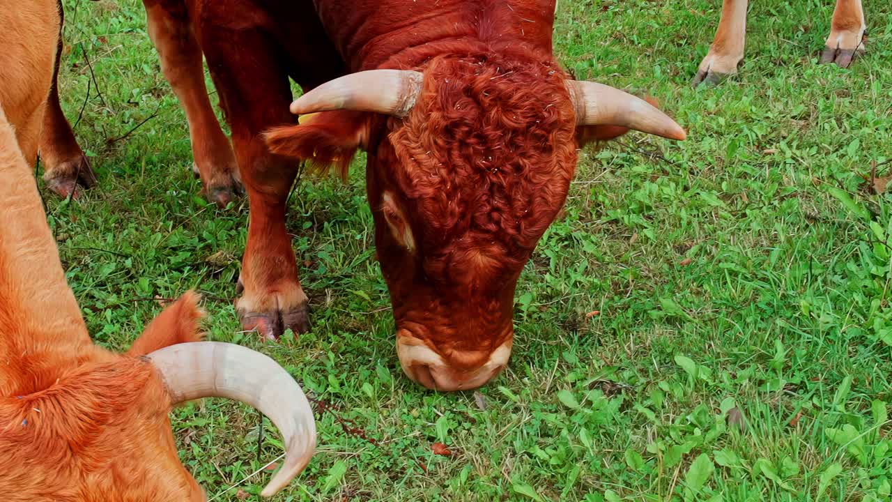 Una mucca rossa pascola sull'erba verde in un tranquillo pascolo aperto, ripresa con un movimento lento e naturale.