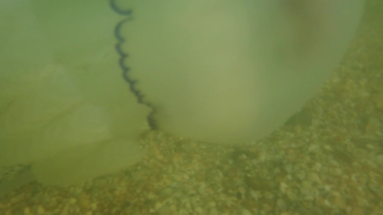 Meduse sott'acqua in mare. Specie di medusa Rhizostoma pulmo