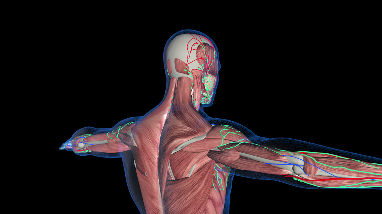 Man Anatomy Muscle And Nervous System With Alpha Channel