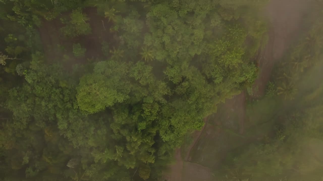 vuelo aéreo de pájaros sobre árboles místicos y arbustos de la jungla durante el día de niebla - indonesia, pueblo butuh