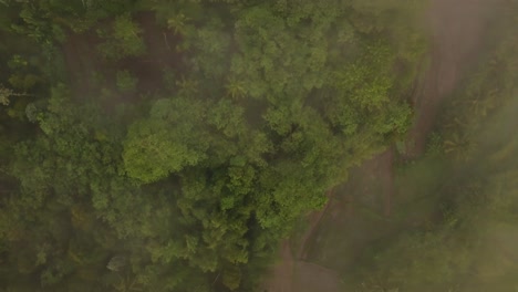 vuelo aéreo de pájaros sobre árboles místicos y arbustos de la jungla durante el día de niebla - indonesia, pueblo butuh