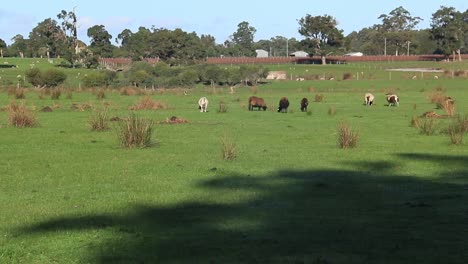 des moutons paissent sur une prairie verte, région de la rivière margaret, en australie occidentale.