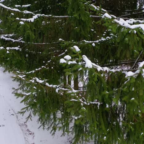 drone view of snow covered forest