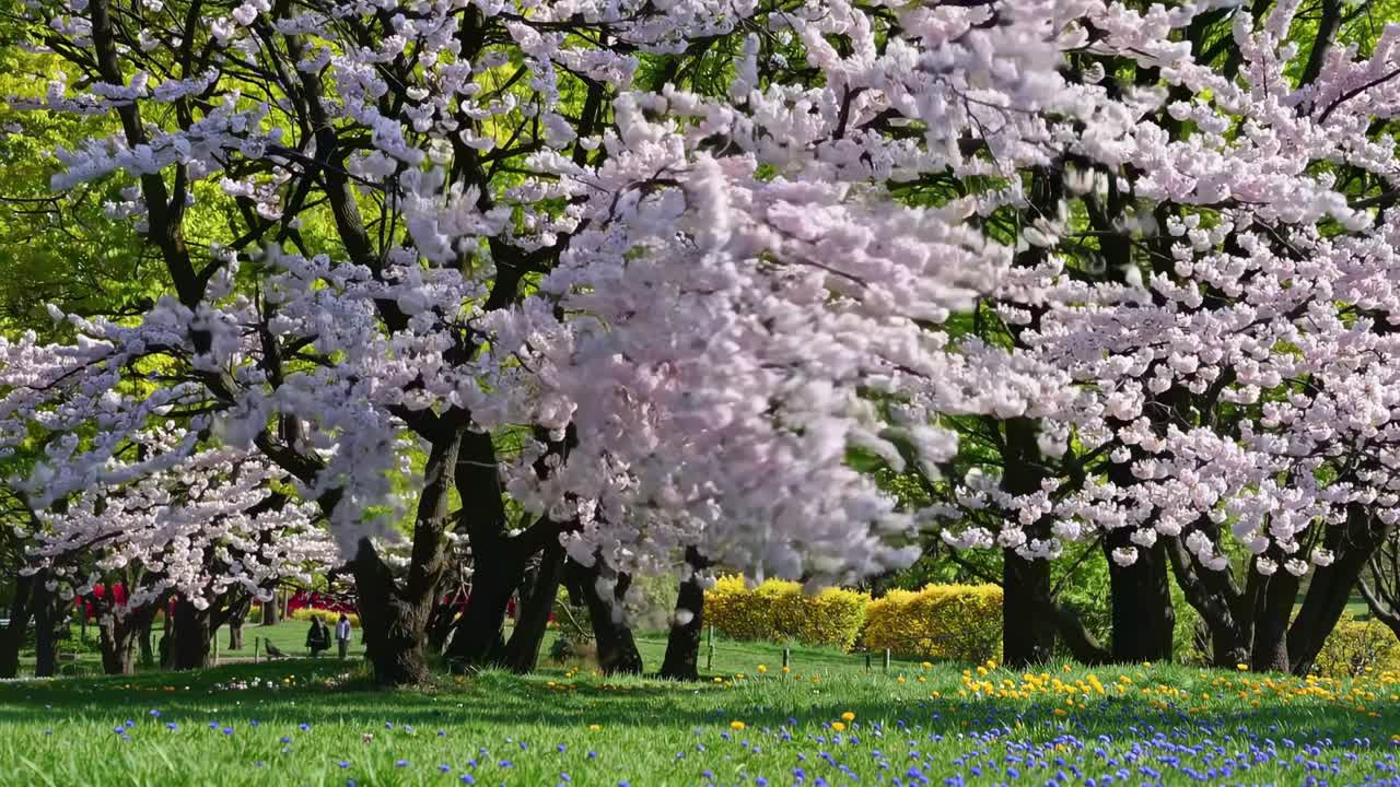 A serene video scene of cherry blossoms in full bloom, captured from a low angle, showcasing vibrant