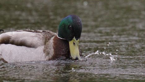 a closeup shot of a duck on a pond in a rainy day