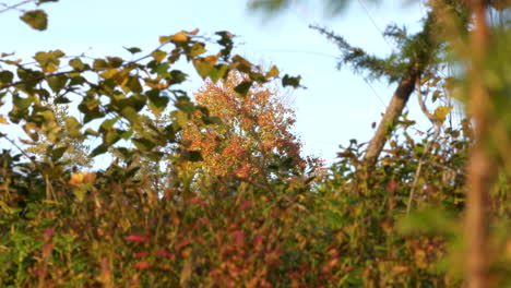 Autumn-colors-leaves.-Rack-focus-and-static-view