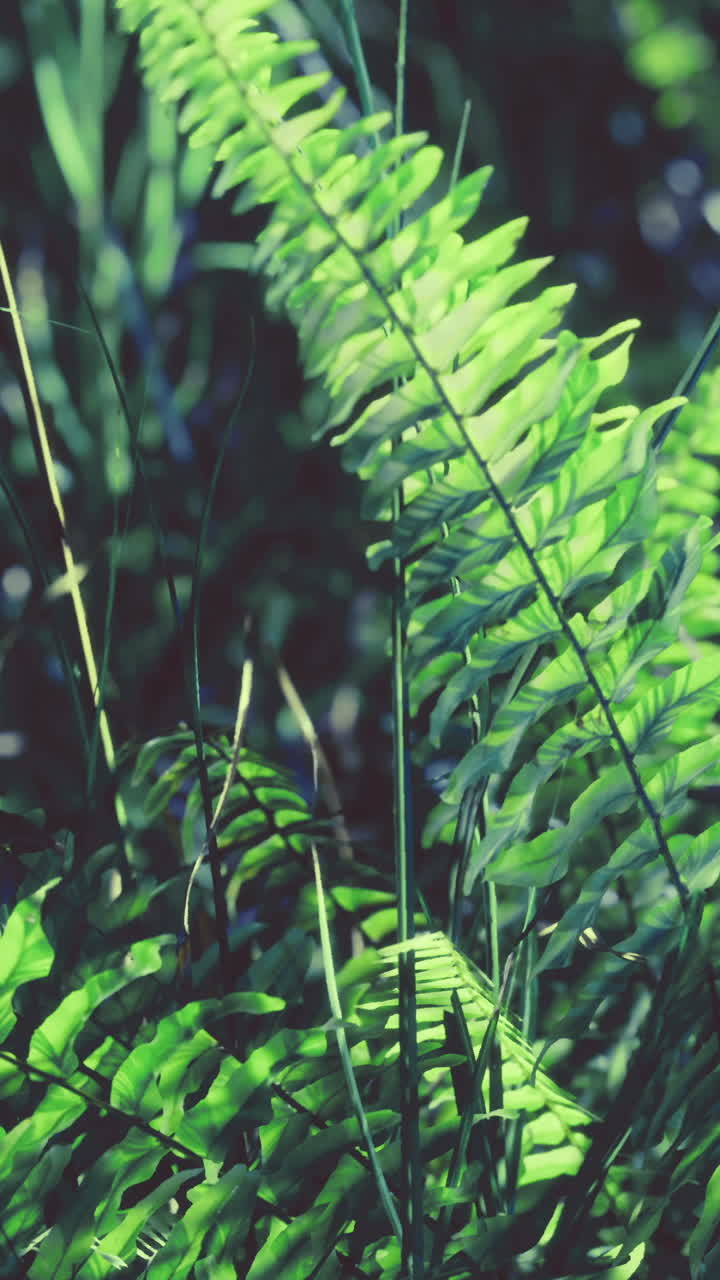 Lush green ferns thrive under sunlight in a serene forest setting