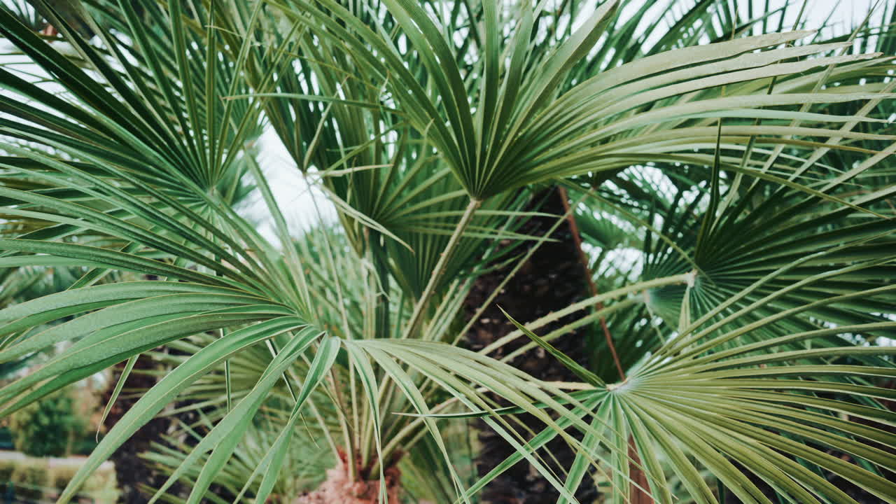Close up of lush green palm leaves, creating a tropical and fresh natural atmosphere with soft focus and gentle movement