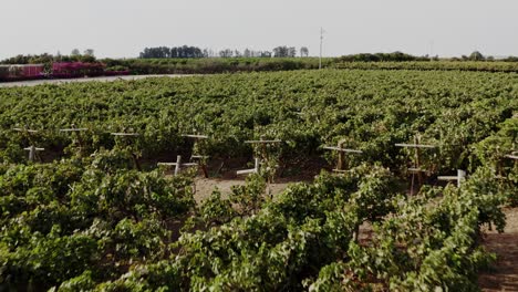 Winery-with-vineyard-travel-forward-to-gravel-field-in-ica,-Peru---Drone-UHD