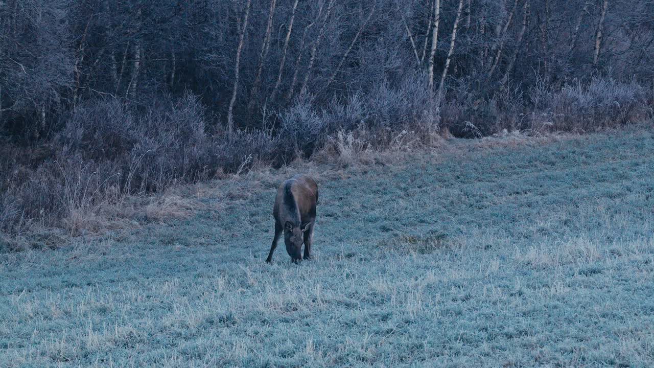 A moose (Alces alces) standing in lush greenery within its natural habitat, cinematic wildlife footage in rural pasture