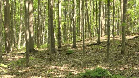 Specht-Pickt-Insekten-An-Einem-Baum