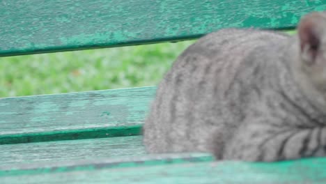 cat on the chair in the lumpini park, bangkok.