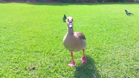 Egyptian-Goose-Close-Up-on-Well-Kept-Lawn-with-some-pigeons-visible